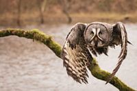Une chouette lapone en chasse !