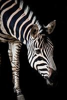 Zebra met een zwarte achtergrond