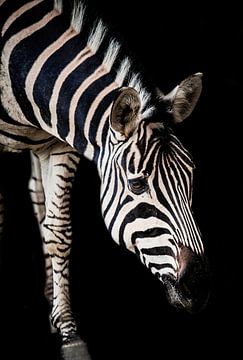 Zebra met een zwarte achtergrond van Design Wall Arts