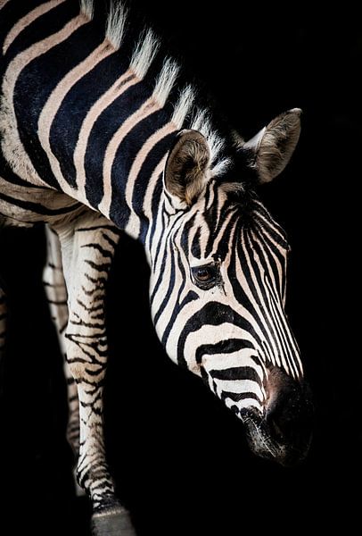 Zebra met een zwarte achtergrond van Design Wall Arts