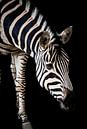 Zebra met een zwarte achtergrond van Design Wall Arts thumbnail