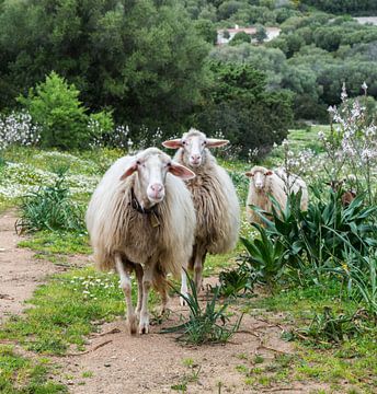 drie  sardinie schapen op het italiaanse eiland sardinie met bergen en landscahp op de achtergrond