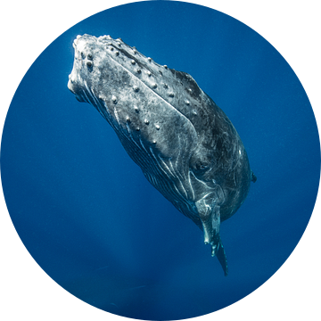 A humpback whale calf surfacing from the deep below van Koen Hoekemeijer