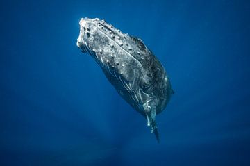 A humpback whale calf surfacing from the deep below