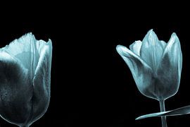 cold tulips by Frank Ketelaar