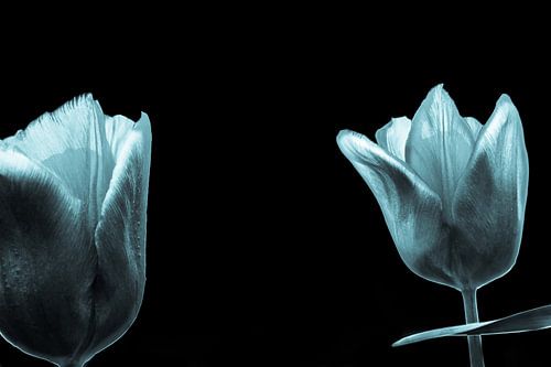 koude tulpen