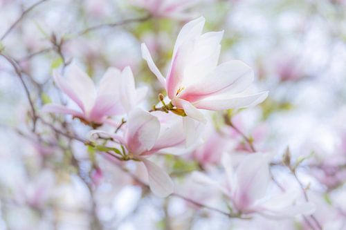 Magnolia flowers