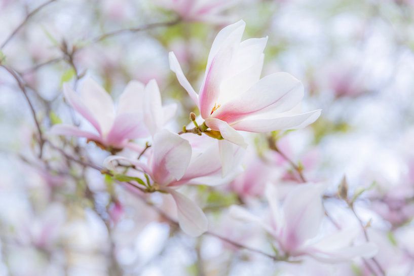 Magnolia-bloemen van Daniela Beyer
