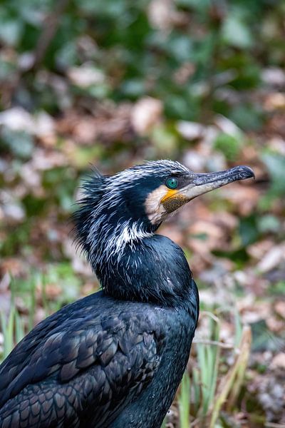 Cormoran #3 par Selwyn Smeets - SaSmeets Photography