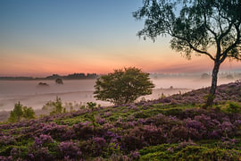 Sunrise over a heather landscape by Sjoerd van der Wal Photography