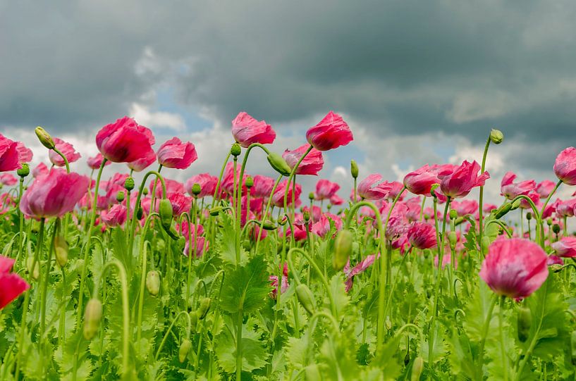Feld von Mohnblumen im Rosa von Ans Bastiaanssen