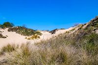 Hollandse duinen