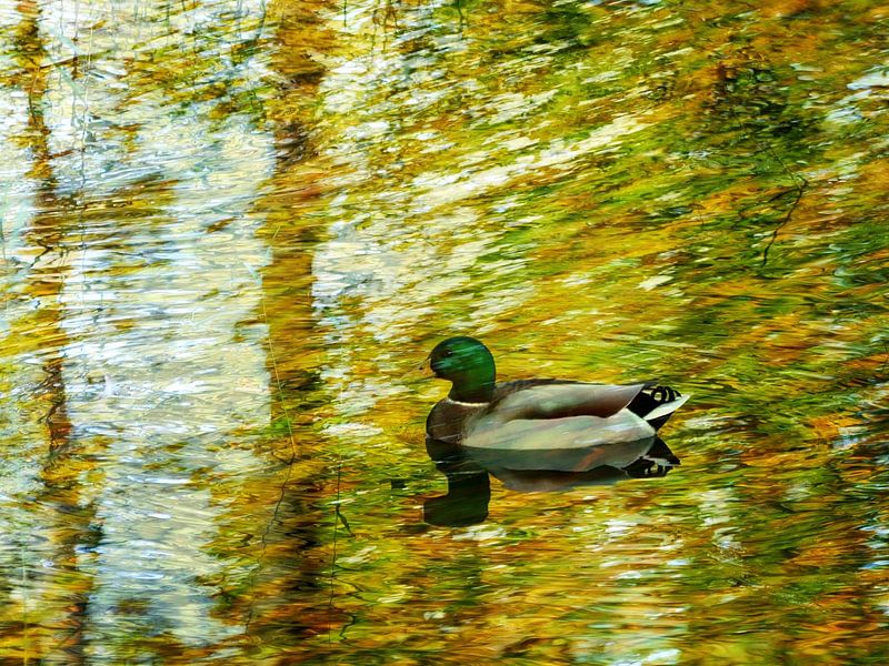 Schwimmen in Gold von Anita Snik-Broeken