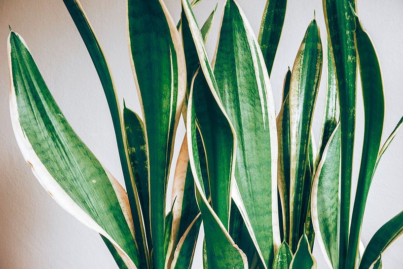 chanvre arqué par Michael Schulz-Dostal