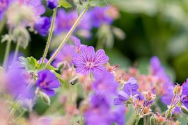 geranium by Tania Perneel