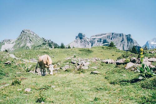 Vache dans les Alpes