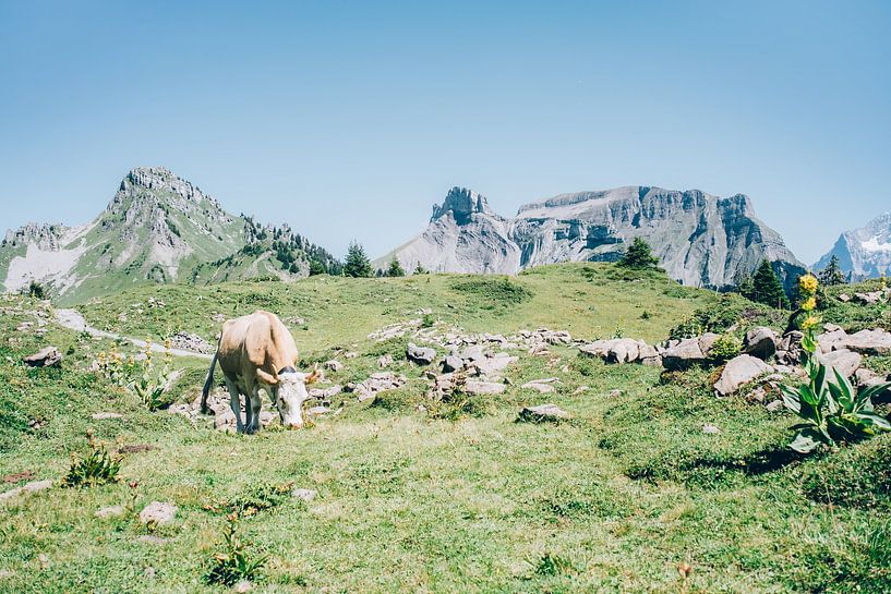 Cow in the Alps by Patrycja Polechonska