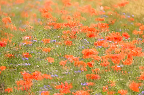 A creative summer scene featuring poppies