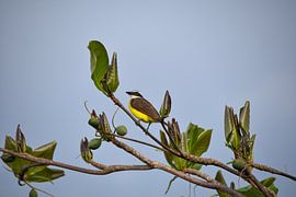 Grietjebie by Karel Frielink