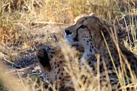 CHEETA