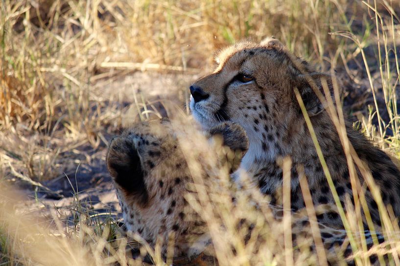 CHEETA by Flo Vercruysse