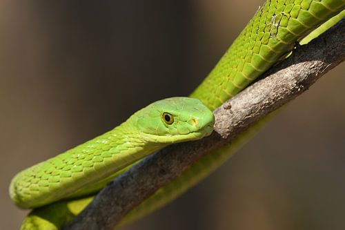 Smalkopmamba (Dendroaspis angusticeps)