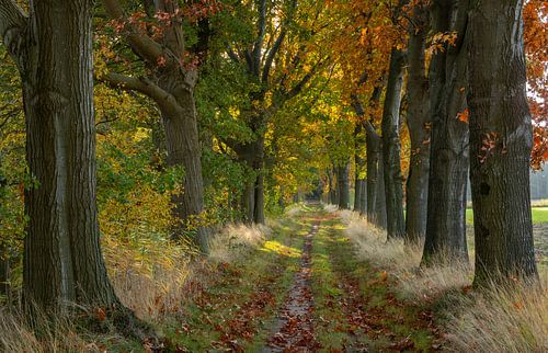 Oak avenue in autumn splendor