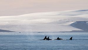 Eine Gruppe von Orca's in der Landschaft der Antarktis