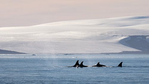 Een groep Orka's in het landschap van Antarctica