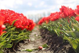 Holländische Tulpen von Bianca Massaar