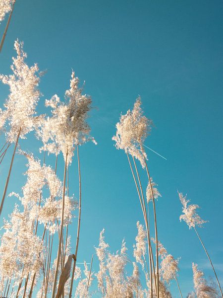 Nature photo: Pampas grass by Niels van der A