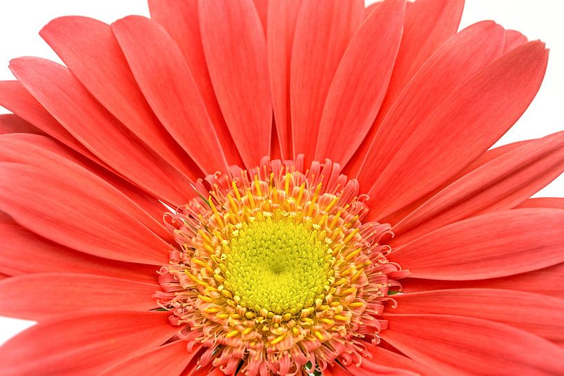 Gerbera by Anneliese Grünwald-Märkl