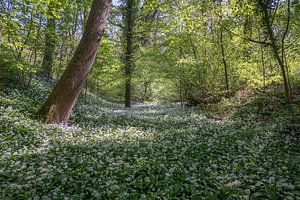 Ruisseau Badger dans le Savelsbos