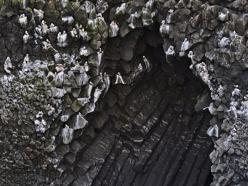 fulmars sur les falaises par Timon Schneider
