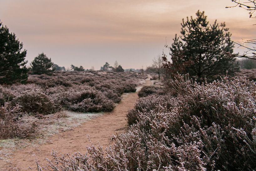 Winter on the moors of Leusden | Print Art by Mascha Boot