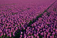 Tulpen zover je kijken kan - deel 1