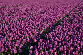 Tulpen zover je kijken kan - deel 1 von Miranda de Lange