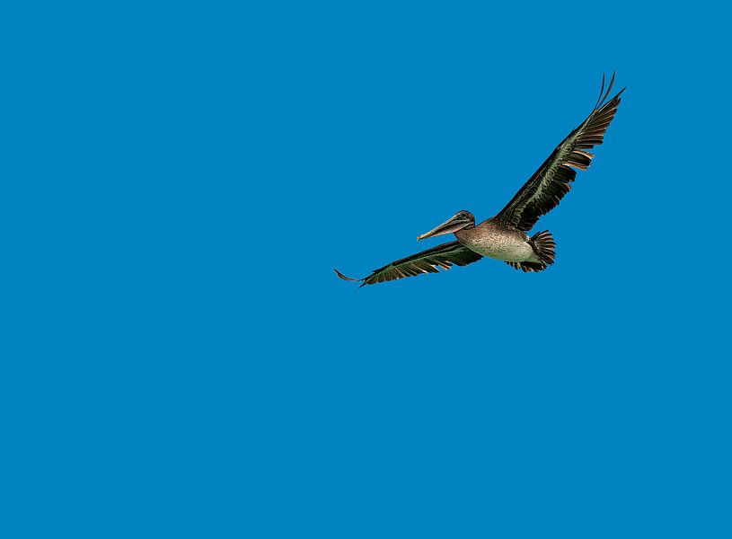 Bruine pelikaan by Maarten Verhees