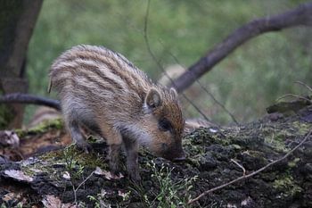 Young boar