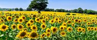 Veld met zonnebloemen in Frankrijk van Corinne Welp thumbnail