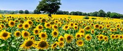 Champ de tournesols