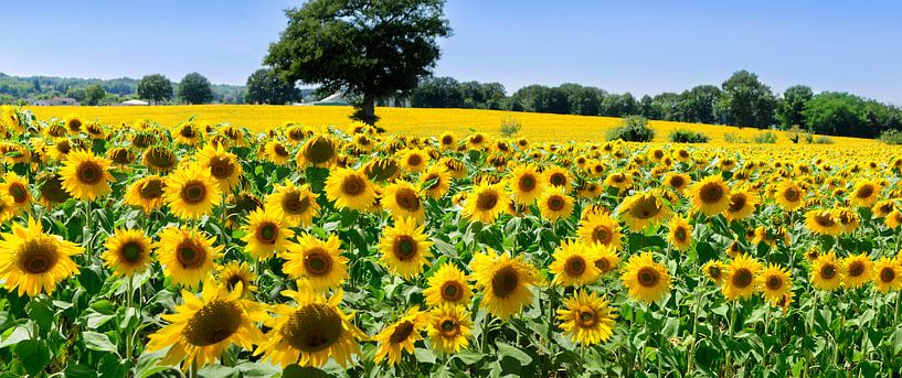 Veld met zonnebloemen in Frankrijk van Corinne Welp