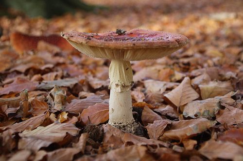 Vliegenzwam (oud) von Daniëlle Woutersen