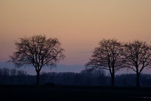 Winterbäume von Stobbe; natuurfotografie