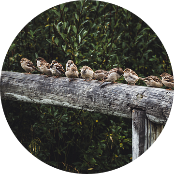 Musjes op een hek in Zweeds Lapland