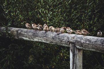 Sparrows on a fence in Swedish Lapland by Merlijn Arina Photography