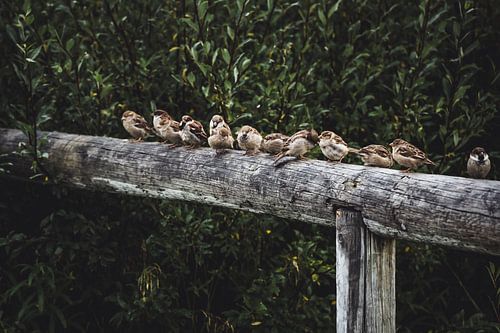 Sparrows on a fence in Swedish Lapland