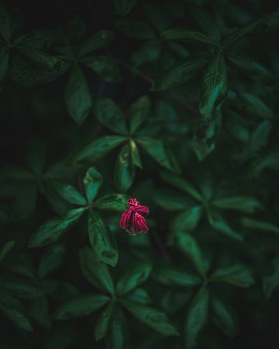 Kleine rode bloem