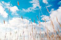 Gras mit Luft