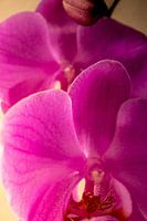 A pink orchid